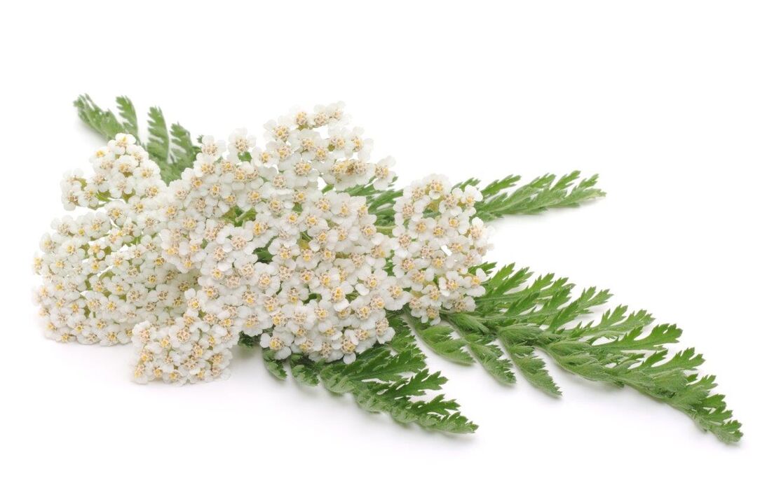 yarrow - σύνθεση κρέμας Proctonic